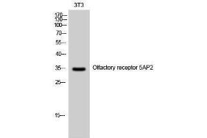 Western Blotting (WB) image for anti-Olfactory Receptor, Family 5, Subfamily AP, Member 2 (OR5AP2) (C-Term) antibody (ABIN3186145) (OR5AP2 antibody  (C-Term))