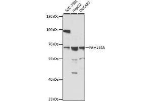 Western blot analysis of extracts of various cell lines, using FA antibody (ABIN7267920) at 1:1000 dilution. (ITFG3 antibody  (AA 70-400))