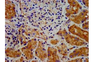 IHC image of ABIN7150910 diluted at 1:300 and staining in paraffin-embedded human kidney tissue performed on a Leica BondTM system. (DTNBP1 antibody  (AA 258-351))