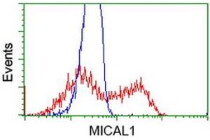 HEK293T cells transfected with either RC208308 overexpress plasmid (Red) or empty vector control plasmid (Blue) were immunostained by anti-MICAL1 antibody (ABIN2453291), and then analyzed by flow cytometry. (MICAL1 antibody)
