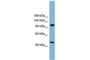 SMG8 antibody  (AA 575-624)