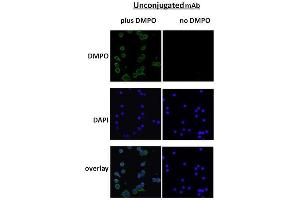 Immunocytochemistry/Immunofluorescence analysis using Mouse Anti-DMPO Monoclonal Antibody, Clone N1664A . (DMPO antibody (Atto 488))
