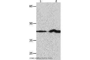 Western blot analysis of NIH/3T3 and Jurkat cell, using IRF1 Polyclonal Antibody at dilution of 1:750 (IRF1 antibody)