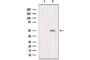 Western blot analysis of extracts from B16F10, using NR1I2 Antibody. (NR1I2 antibody  (C-Term))