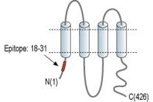 anti-Pannexin 1 (PANX1) (AA 18-31), (Intracellular), (N-Term) antibody
