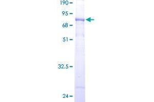 WD Repeat Domain 41 (WDR41) (AA 1-459) protein (GST tag)