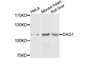 Western blot analysis of extracts of various cells, using DAG1 antibody. (Dystroglycan antibody)