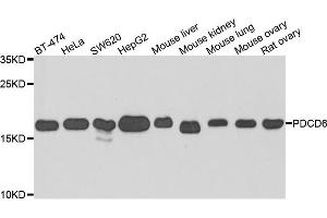 Western blot analysis of extracts of various cells, using PDCD6 antibody.