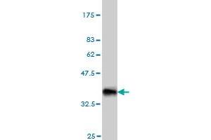 Western Blot detection against Immunogen (33. (Nodal antibody  (AA 275-346))
