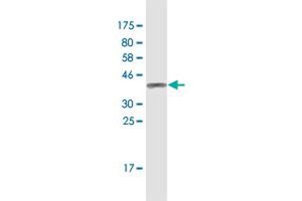 ZNF154 antibody  (AA 1-98)