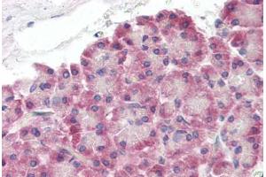 Human Pancreas (formalin-fixed, paraffin-embedded) stained with XK antibody ABIN462089 followed by biotinylated goat anti-rabbit IgG secondary antibody ABIN481713, alkaline phosphatase-streptavidin and chromogen. (Membrane transport protein XK (XK) (AA 22-38) antibody)