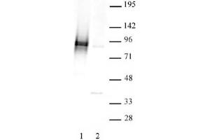 STAT3 phospho Ser727 pAb tested by Western blot. (STAT3 antibody  (pSer727))