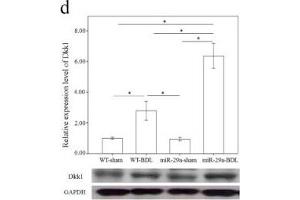 Western Blotting (WB) image for anti-Glyceraldehyde-3-Phosphate Dehydrogenase (GAPDH) antibody (ABIN2857072)