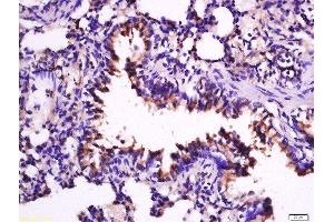 Paraformaldehyde-fixed, paraffin embedded rat lung, Antigen retrieval by boiling in sodium citrate buffer (pH6) for 15min, Block endogenous peroxidase by 3% hydrogen peroxide for 30 minutes, Blocking buffer (normal goat serum) at 37°C for 20min, Antibody incubation with Anti –IL-33 Polyclonal Antibody, Unconjugated  at 1:200 overnight at 4°C, followed by a conjugated secondary for 90 minutes and DAB staining (IL-33 antibody  (AA 185-264))