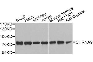 Western blot analysis of extracts of various cell lines, using CHRNA9 antibody. (CHRNA9 antibody  (AA 26-240))