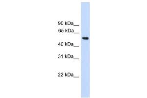 FZR1 antibody used at 1 ug/ml to detect target protein.
