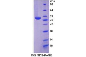 SDS-PAGE analysis of Mouse Chymase 1, Mast Cell Protein. (CMA1 Protein)