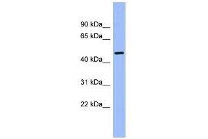 WB Suggested Anti-CAMK1G Antibody Titration: 0. (CAMK1G antibody  (Middle Region))