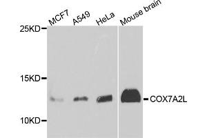 Western blot analysis of extracts of various cell lines, using COX7A2L antibody (ABIN5974919) at 1/1000 dilution.