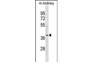 POC1A Antibody (N-term) (ABIN1539307 and ABIN2849965) western blot analysis in mouse kidney tissue lysates (35 μg/lane). (POC1A antibody  (N-Term))