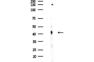 Western blot analysis of lysates from Rat brain, using MO Antibody at 1/1000 dilution.