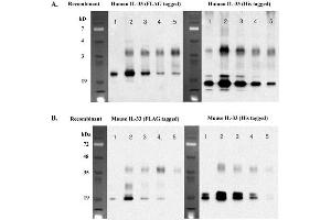 Immunoprecipitation of recombinant IL-33 proteins using anti-IL-33 (human), mAb (IL33026B) . (IL-33 antibody)