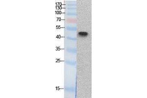 Western Blotting (WB) image for anti-Tumor Protein P53 (TP53) (Internal Region) antibody (ABIN3178522) (p53 antibody  (Internal Region))