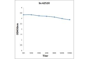 Antigen: 0. (NUAK1 antibody  (AA 451-550))