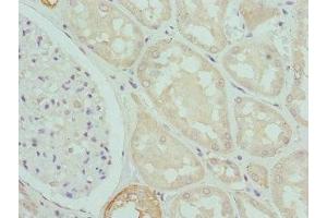 Immunohistochemistry of paraffin-embedded human kidney tissue using ABIN7146779 at dilution of 1:100