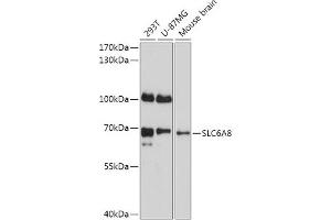Western blot analysis of extracts of various cell lines, using SLC6 antibody (ABIN7270473) at 1:1000 dilution. (SLC6A8 antibody  (AA 539-635))