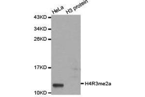 Western Blotting (WB) image for anti-Histone H4 (2meArg3) antibody (ABIN1872990) (Histone H4 antibody  (2meArg3))