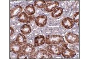 Immunohistochemistry of RTP801 in mouse kidney tissue with this product at 5 μg/ml. (DDIT4 antibody  (Center))