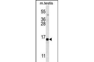 SPT19 Antibody (C-term) (ABIN657019 and ABIN2846198) western blot analysis in mouse testis tissue lysates (35 μg/lane). (SPATA19 antibody  (C-Term))