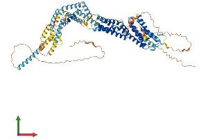 AlphaFold protein structure predicition of Mouse Recombinant Ccdc142 Protein, UniprotID Q8CAI1 (CCDC142 Protein (AA 1-738) (His tag))