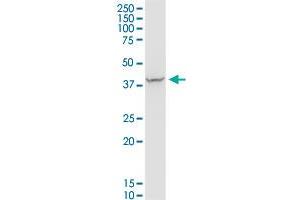 PDLIM4 MaxPab polyclonal antibody. (PDLIM4 antibody  (AA 1-246))