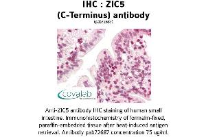 Image no. 3 for anti-Zinc Family Member 5 (ZIC5) (C-Term) antibody (ABIN1740919) (ZIC5 antibody  (C-Term))