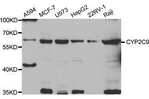 Western blot analysis of extracts of various cell lines, using CYP2C9 antibody (ABIN5973660) at 1/1000 dilution.
