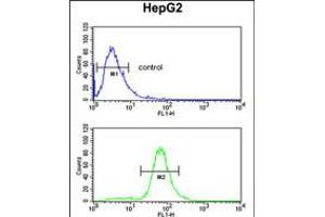 Flow cytometric analysis of HepG2 cells (bottom histogram) compared to a negative control cell (top histogram). (GSTA4 antibody  (N-Term))