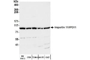 Western Blotting (WB) image for anti-Importin 11 (IPO11) (AA 925-975) antibody (ABIN7450360)
