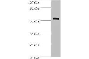Western blot All lanes: MEF2C antibody at 1 μg/mL + Mouse skeletal muscle tissue Secondary Goat polyclonal to rabbit IgG at 1/10000 dilution Predicted band size: 52, 51, 48, 45, 53 kDa Observed band size: 52 kDa (MEF2C antibody  (AA 170-380))