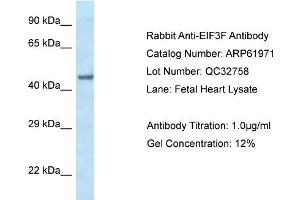 Western Blotting (WB) image for anti-Eukaryotic Translation Initiation Factor 3 Subunit F (EIF3F) (C-Term) antibody (ABIN786528) (EIF3F antibody  (C-Term))