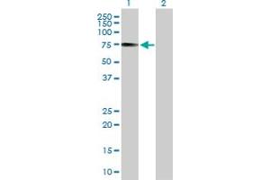 Western Blot analysis of IRF2BP1 expression in transfected 293T cell line by IRF2BP1 MaxPab polyclonal antibody. (IRF2BP1 antibody  (AA 1-584))