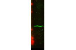 Western Blot analysis of Human U2OS cell lysate showing detection of CENP-A protein using Mouse Anti-CENP-A Monoclonal Antibody, Clone 5A7-2E11 . (CENPA antibody  (PE))