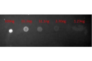 Dot Blot of Goat-a-Mouse IgG Texas Red Antibody. (Goat anti-Mouse IgG (Heavy & Light Chain) Antibody (Texas Red (TR)) - Preadsorbed)