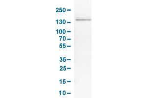 Western Blot analysis of RT-4 cell lysates with KIT monoclonal antibody, clone CL1667 .