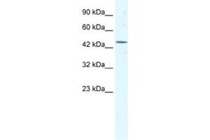 Western Blotting (WB) image for anti-Eukaryotic Translation Initiation Factor 4A3 (EIF4A3) antibody (ABIN2461349) (EIF4A3 antibody)