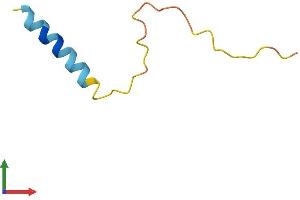 AlphaFold protein structure predicition of Human Recombinant PRCD Protein, UniprotID Q00LT1 (PRCD Protein (AA 1-54) (Fc Tag))