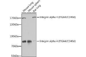 Western blot analysis of extracts of various cell lines, using Integrin alpha 4 (ITG/CD49d) antibody (ABIN3021105, ABIN3021106, ABIN3021107 and ABIN6213953) at 1:1000 dilution.