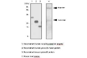 Western Blotting (WB) image for anti-Adiponectin (ADIPOQ) antibody (ABIN165375) (ADIPOQ antibody)
