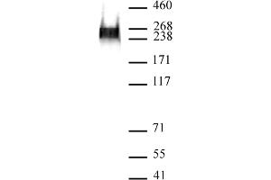 RNA pol II phospho Ser7 antibody (mAb) (Clone 3D4A12) tested by Western blot. (Rpb1 CTD antibody  (pSer7))